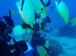 魚が集まる